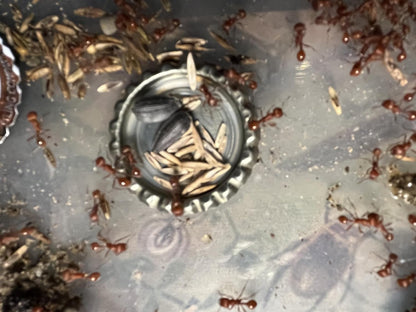 50 Live Harvester Ants to Replenish Your ant Farms.
