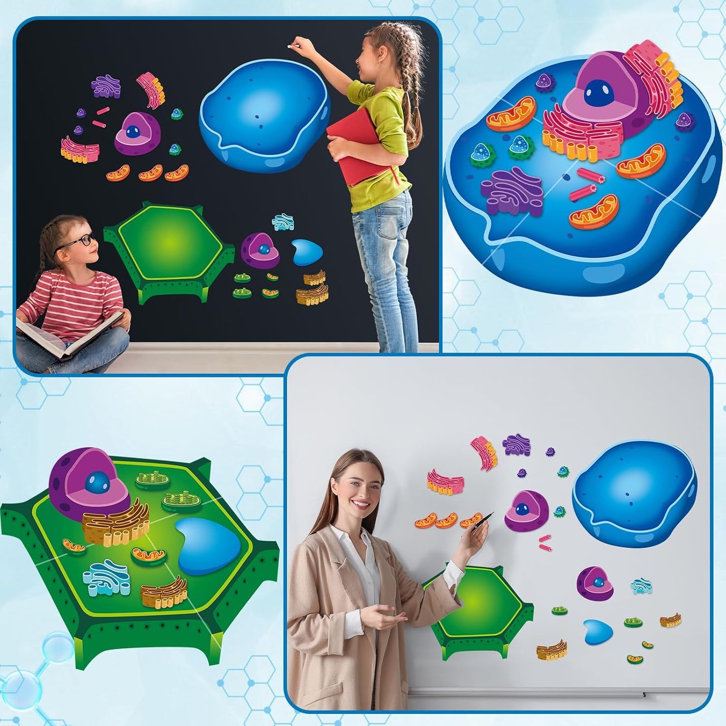 2 Set Magnetic Animal and Plant Cell Model Clearly Magnets Anatomy Models Educational Science Kits Back to School Biology Classroom Decor for Lab Decorations Teacher Must Haves Learning Teaching Aid