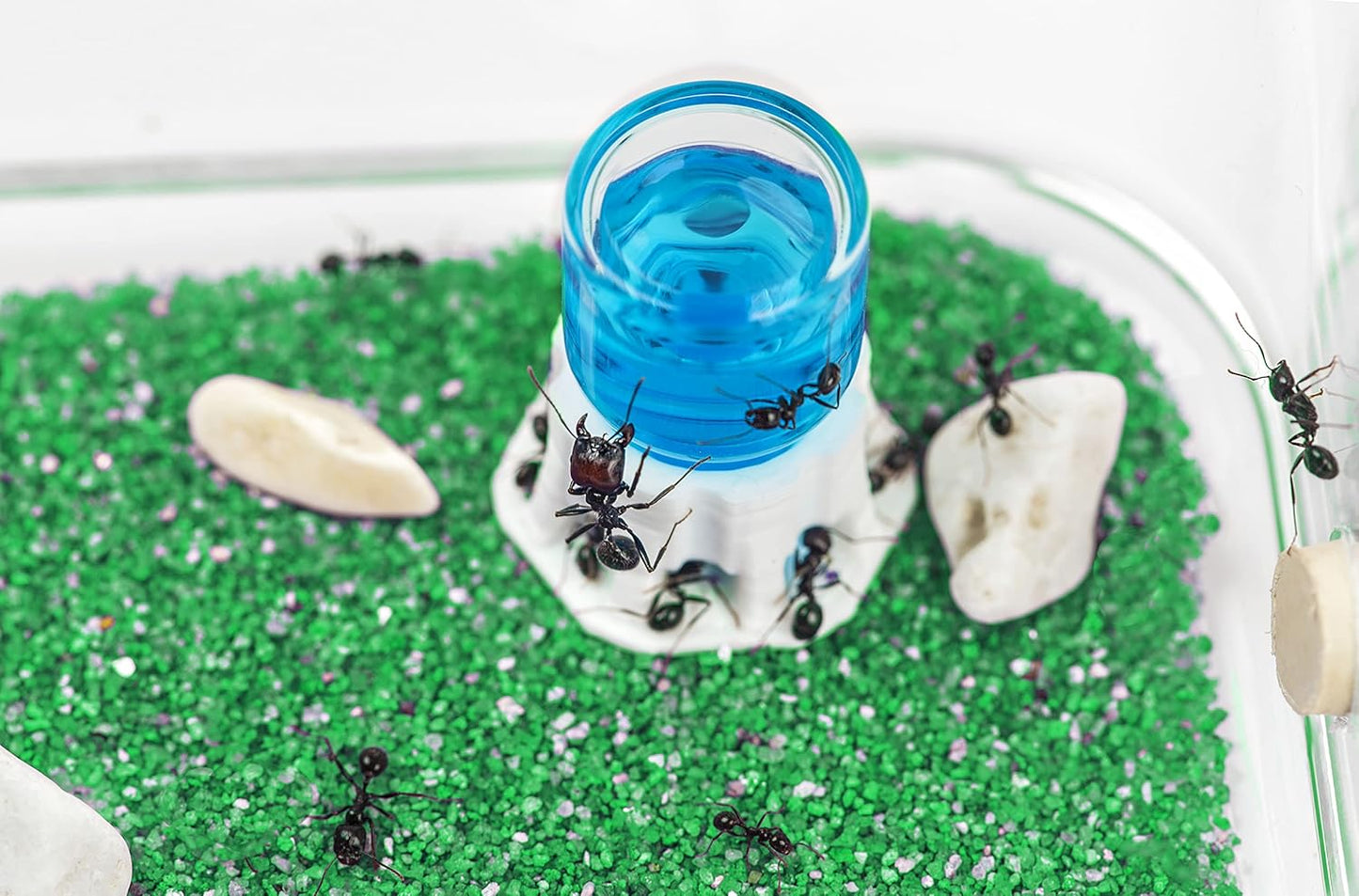 Anthouse.ES - Natural Sand Ant Farm - Basic Acrylic Kit (Sandwich + Foraging Box) - 12x10x1 cm and 18x10x5 cm