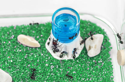 Anthouse.ES - Natural Sand Ant Farm - Basic Acrylic Kit (Sandwich + Foraging Box) - 12x10x1 cm and 18x10x5 cm