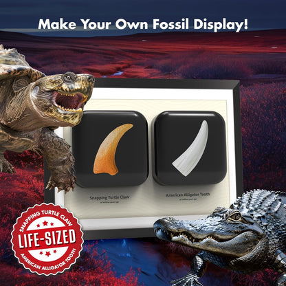 Dinosaur Dig Kit - Excavate 2 Life-Sized Fossils (T.Rex Claw & Ankylosaurus Spine) - STEM Authenticated Science Toy with Tools & Display Frame - Gifts for Boys & Girls Ages 6-12
