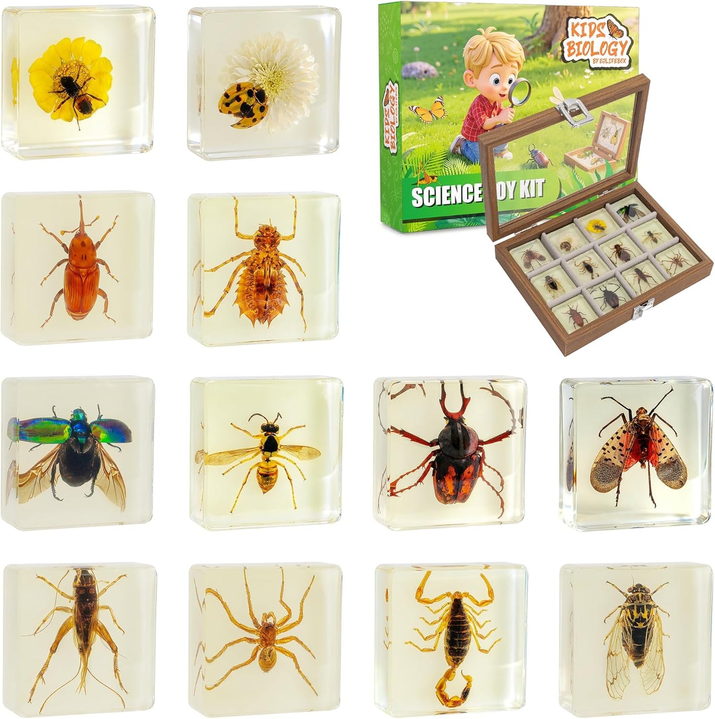 Insect Specimen Set, Bugs Collection Scientific Education Gift for Kids Aged 3-8-12 (Millipede, Centipede, Dragonfly Larvae, Tea Seed Bug, Red Longhorn Beetle, Spiny Spider)