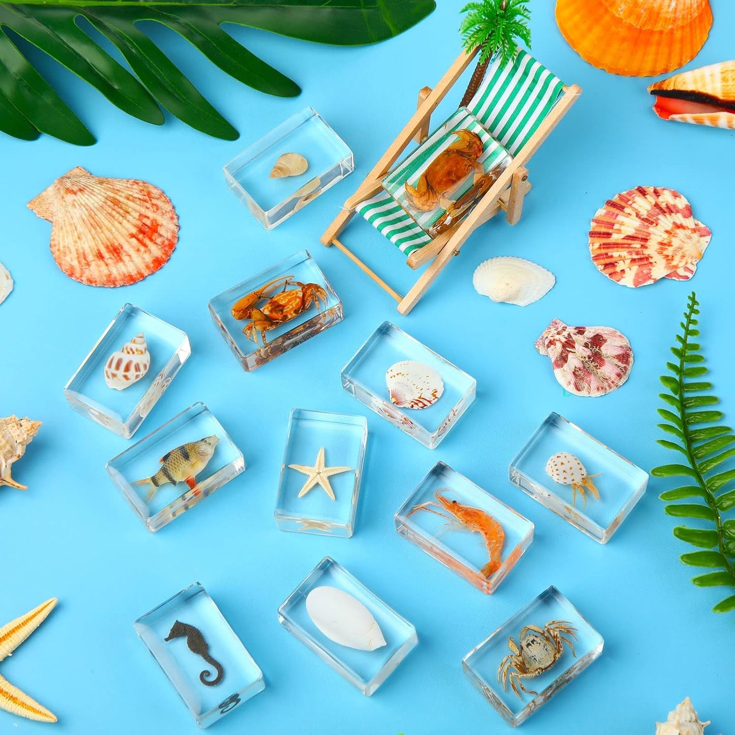 Macarrie 12 Pcs Insect Specimens for Kids Bug Collection Kit Real Specimens of Various Butterflies Beetles Classroom Science Education Animal Collection Bug Preserved Biology(Ladybug)