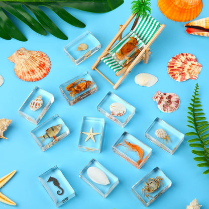 Macarrie 12 Pcs Insect Specimens for Kids Bug Collection Kit Real Specimens of Various Butterflies Beetles Classroom Science Education Animal Collection Bug Preserved Biology(Ladybug)