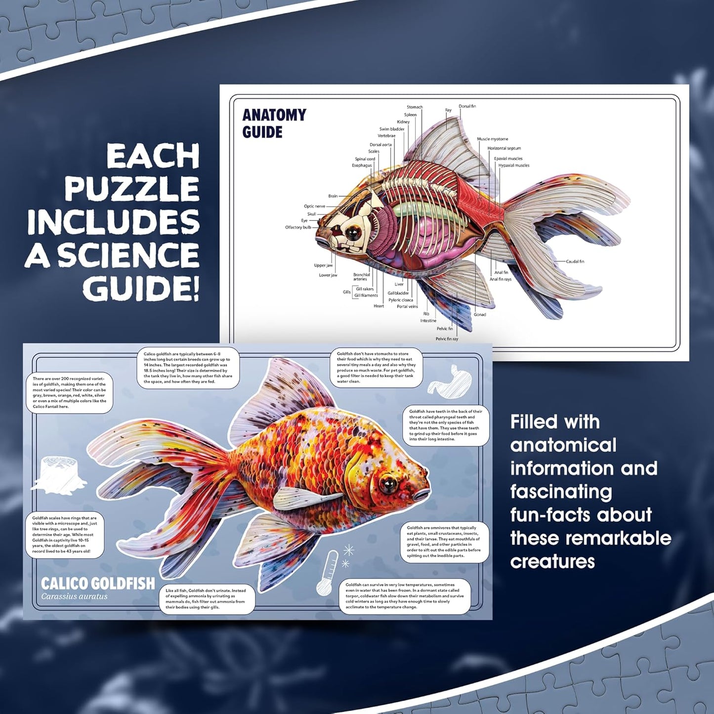 Bullfrog Animal Anatomy Floor Puzzle | 100-Piece Double Sided Jigsaw Puzzle | Large-Sized, Over 4 Feet Scientifically Accurate Illustration of Frog - Fun and Educational Toy for Kids, Toddlers