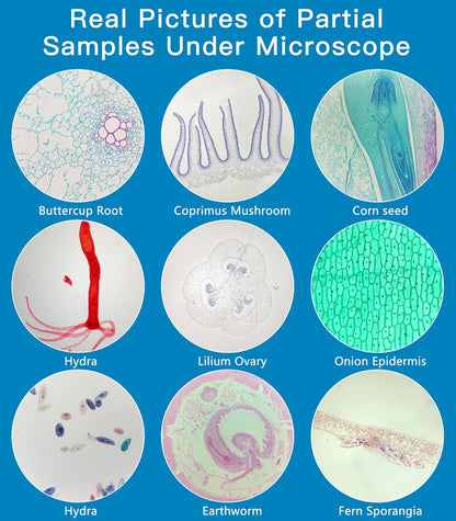 Microscope Slides with Specimens for Kids, 30 Lab-Grade Prepared Microscope Slides, Animal Plant Microbe Cells, STEM Biology Kit for Kids Ages 6-8 Homeschool, Classroom Labs & Science Education