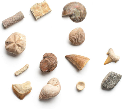 Dan&Darci Dig a Dozen Fossil Bricks - Break Open 12 Blocks and Discover 12 Unique Real Fossils - Basket Stuffers Archaeology Science STEM - Birthday Gift