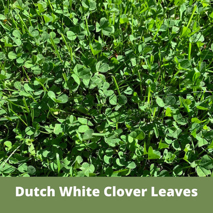 Lawn Seed Kits Dutch White Clover Seed Kit, Easy Spread Shakers, Low Maintenance Lawn, Alternative Ground Cover, Covers up to 250 Sqft