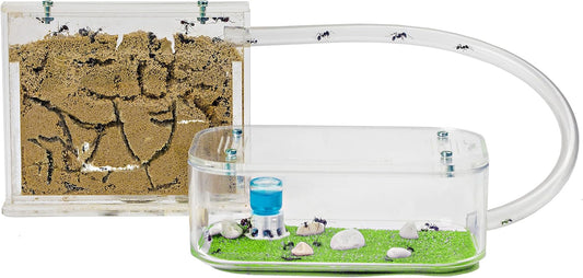 Anthouse.ES - Natural Sand Ant Farm - Basic Acrylic Kit (Sandwich + Foraging Box) - 12x10x1 cm and 18x10x5 cm