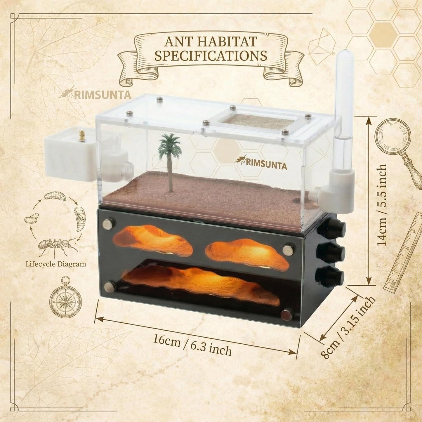 Ant Farm for Live Ants - for Small Ant Clony - Natural Learning Toy - Great Gift