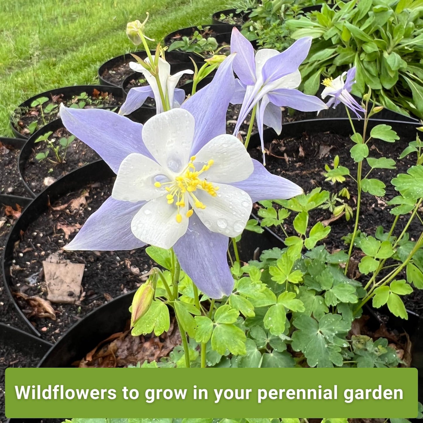Sow Right Seeds - Columbine Flower Seed Collection for Planting - Blue and McKana Giants Flowers to Plant in Your Garden - Non-GMO Heirloom Seeds - Seed Kit Attracts Pollinators - Great Gift