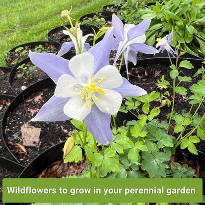 Sow Right Seeds - Columbine Flower Seed Collection for Planting - Blue and McKana Giants Flowers to Plant in Your Garden - Non-GMO Heirloom Seeds - Seed Kit Attracts Pollinators - Great Gift
