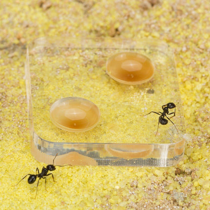 AntHouse Sand Ant Farm Basic - Educational formicarium for Live Ants