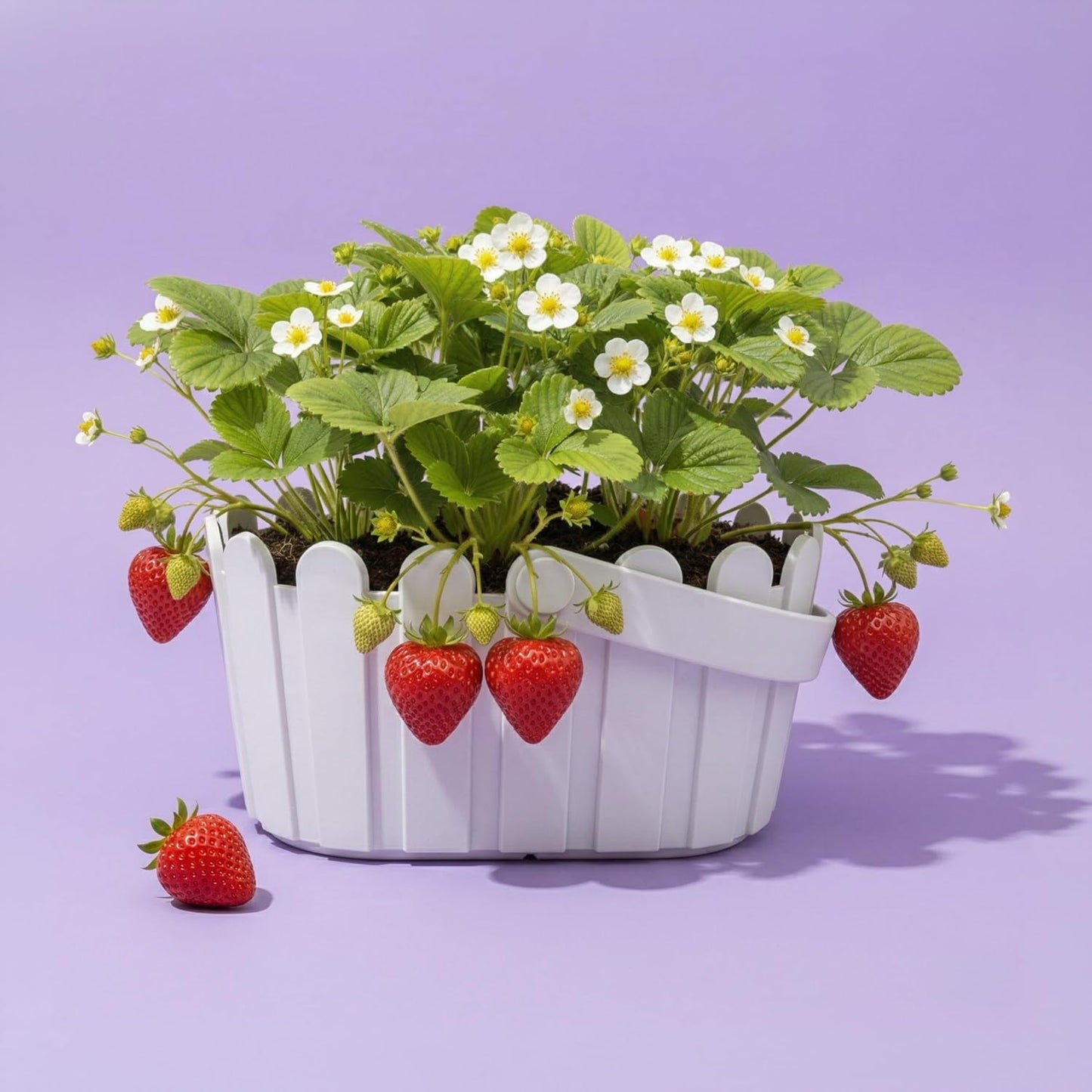 Buzzy Seeds Strawberry Grow Kit Pink Picket Fence Berry Basket with Grandian Seeds, Indoor Planting Starter Kit, DIY Garden Project, Gardening Gift for Women