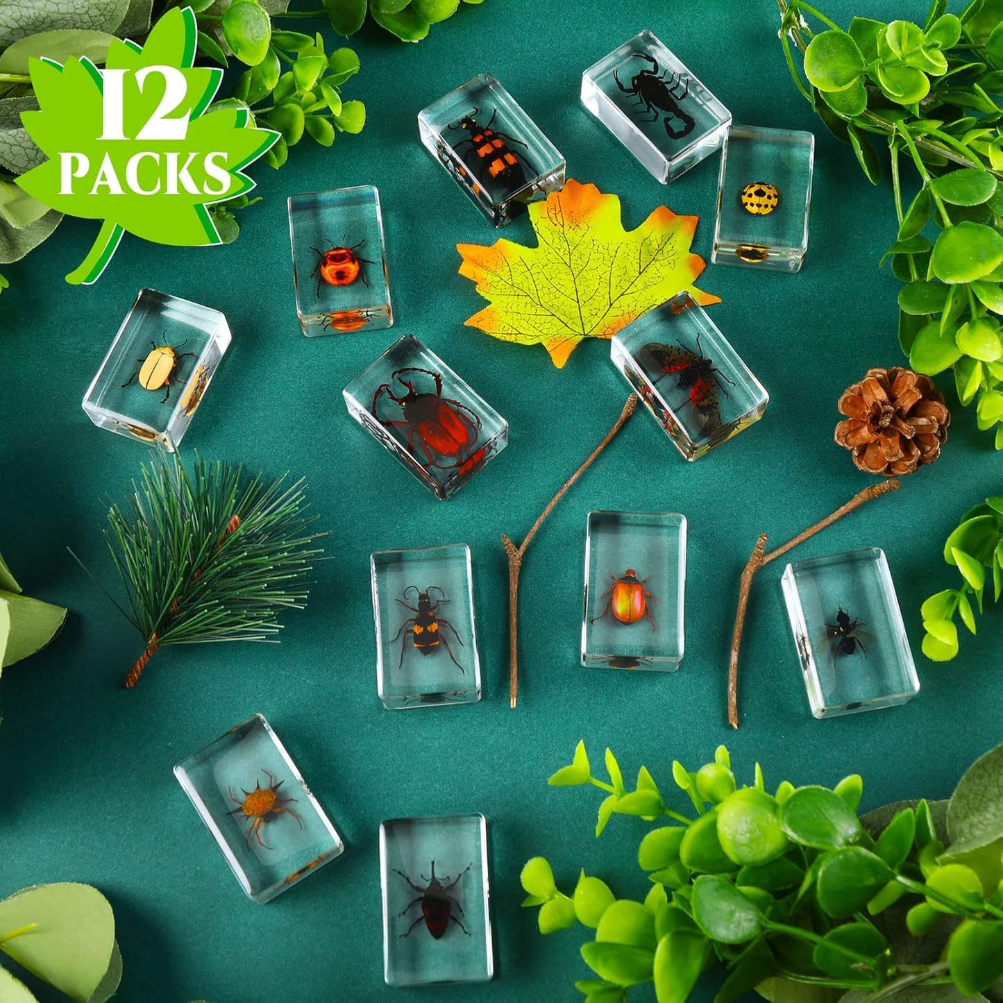 Macarrie 12 Pcs Insect Specimens for Kids Bug Collection Kit Real Specimens of Various Butterflies Beetles Classroom Science Education Animal Collection Bug Preserved Biology(Ladybug)