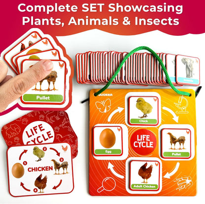 QUOKKA Life CycleToys for Kids - 30 Flashcards Toddler Science Kit Ages 2-4 - Pre-k Plant Animals Nature Learning Materials 3-5 - 120 Magnetic Flash Cards for Preschool and School (Part 2)