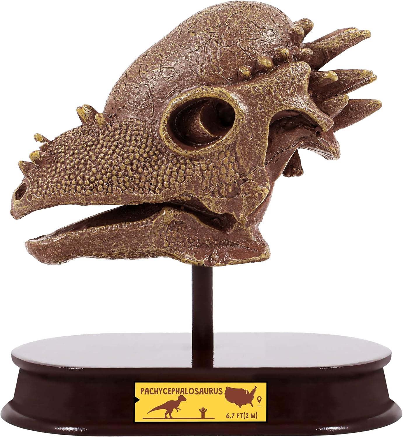 ArtCreativity Dinosaur Excavation Kit for Kids, Brachiosaurus Skull Excavating Set with Fossil Digging Tools and Stand, Fun Science Activity Toy, Educational Dinosaur Gift for Boys and Girls