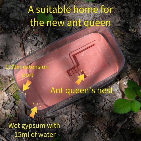 Gypsum Ant Farm New ant Queen Nest Acrylic Transparent ant Observation Behavior Study Live Ants and Queen Ants Education Ant nest Small Community Feeding Area Suitable for Children and Lovers Gifts