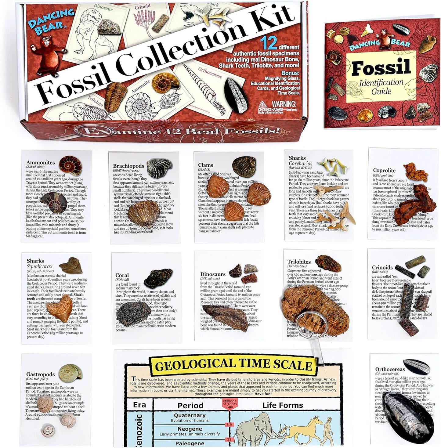 DANCING BEAR Fossil Collection Kit (12 pc Set) Real Shark Teeth, Dinosaur Bone, Coprolite (Poop!), Fossil ID Book, STEM Science Set