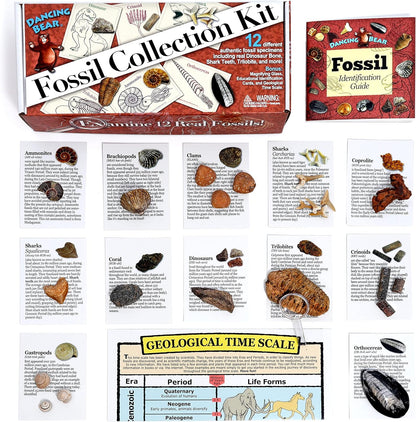 DANCING BEAR Fossil Collection Kit (12 pc Set) Real Shark Teeth, Dinosaur Bone, Coprolite (Poop!), Fossil ID Book, STEM Science Set