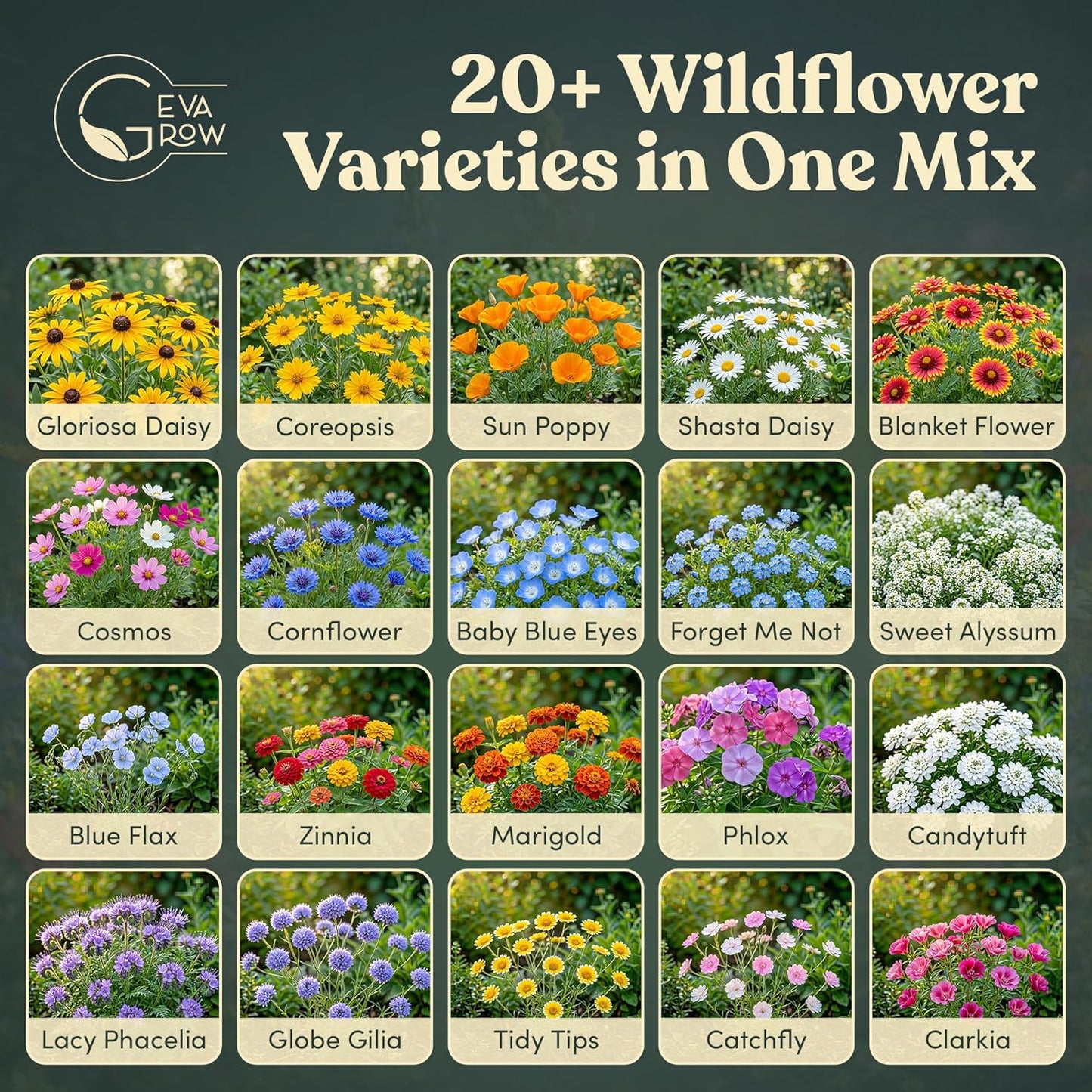 Mini Wildflower Seed Shaker - Save The Bees Seed Mix, by GevaGrow | 80,000+ Seeds | Pollinator & Bee Attracting Flower Seeds Bulk for Planting in Pots & Outdoor Gardens | 2 Ounce