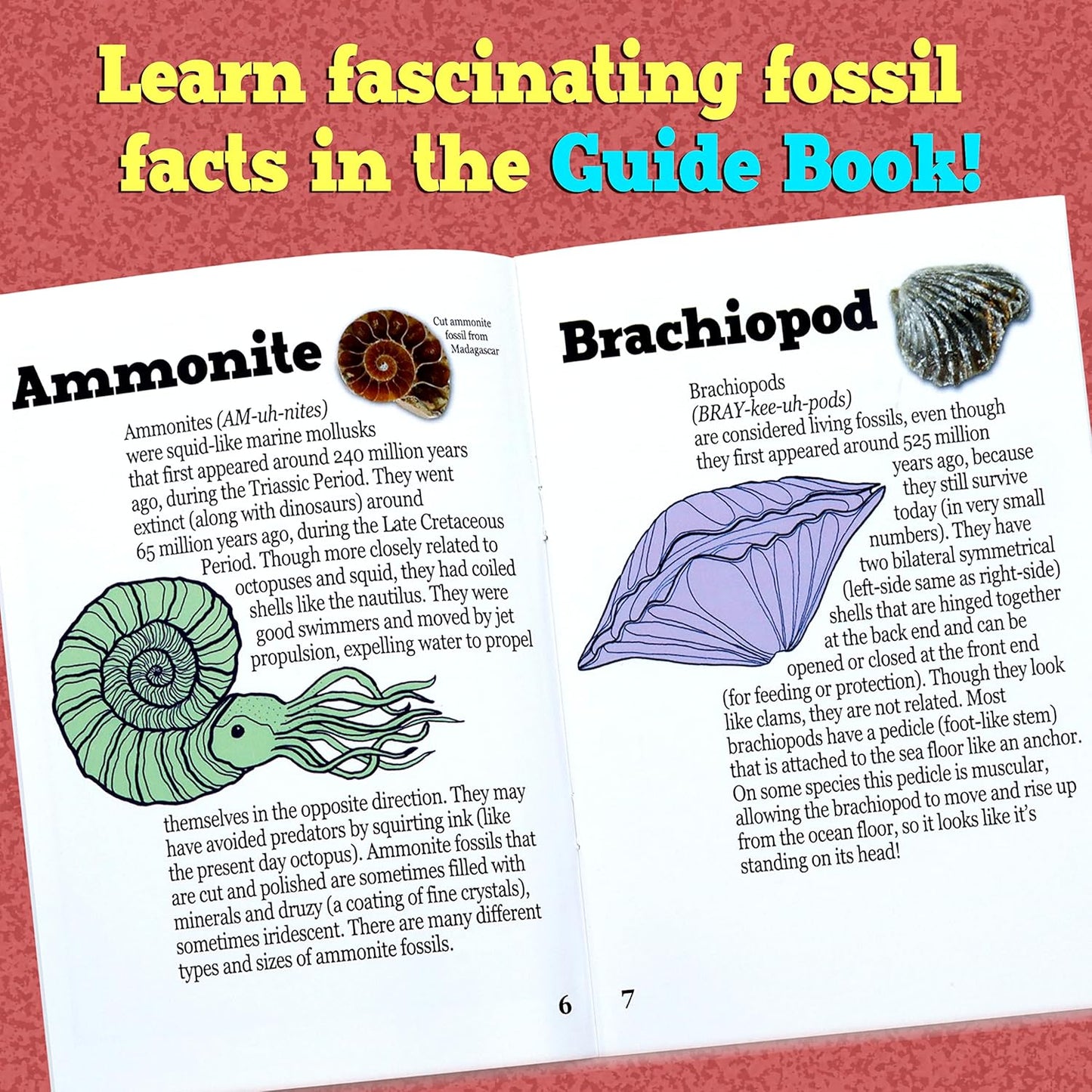 DANCING BEAR Fossil Dig Kit, Excavate 15 Prehistoric Fossils including Real Dinosaur Bones, and Shark Teeth, Paleontology STEM Education for kids, Fun Science Activity Gift Sets for Girls and Boys