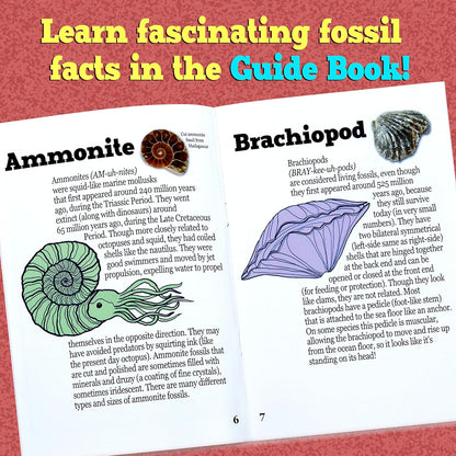 DANCING BEAR Fossil Dig Kit, Excavate 15 Prehistoric Fossils including Real Dinosaur Bones, and Shark Teeth, Paleontology STEM Education for kids, Fun Science Activity Gift Sets for Girls and Boys