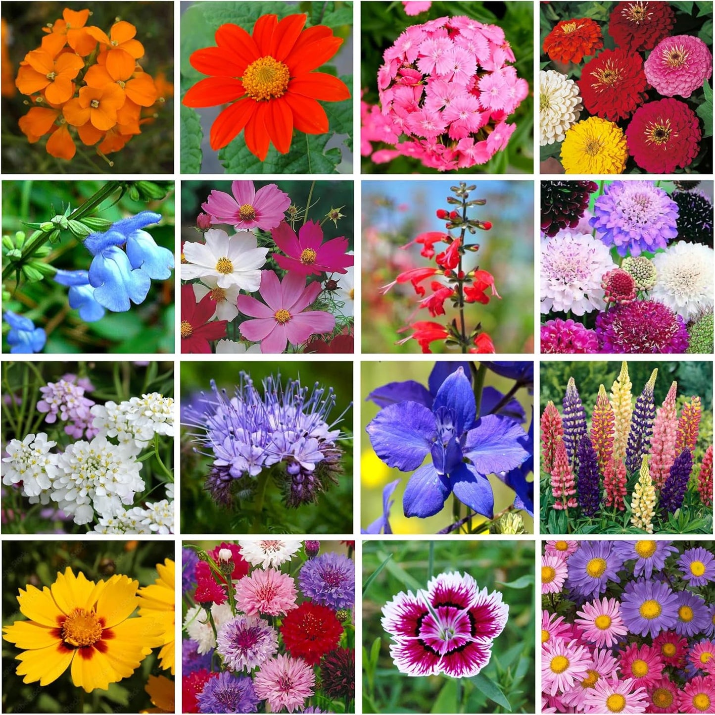 Mini Wildflower Seed Shaker - Save The Bees Seed Mix, by GevaGrow | 80,000+ Seeds | Pollinator & Bee Attracting Flower Seeds Bulk for Planting in Pots & Outdoor Gardens | 2 Ounce