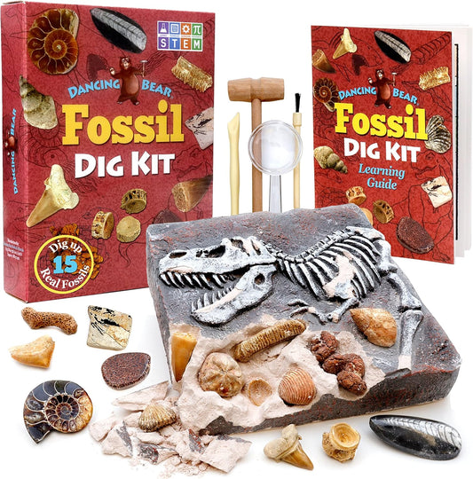 DANCING BEAR Fossil Dig Kit, Excavate 15 Prehistoric Fossils including Real Dinosaur Bones, and Shark Teeth, Paleontology STEM Education for kids, Fun Science Activity Gift Sets for Girls and Boys