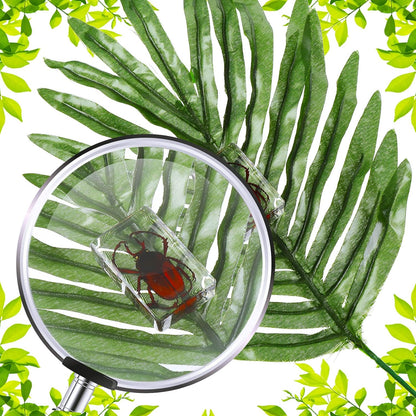 Macarrie 12 Pcs Insect Specimens for Kids Bug Collection Kit Real Specimens of Various Butterflies Beetles Classroom Science Education Animal Collection Bug Preserved Biology(Ladybug)