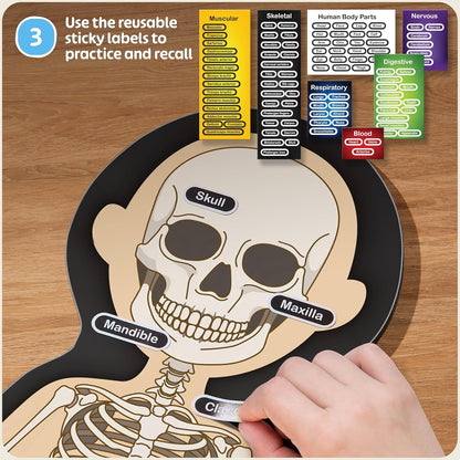MyBODY Large Human Body Anatomy Model for Kids & Teens - Bottom-to-Top Magnetic Assembly Toy & Educational Learning Kit with Skeleton Base, 7 Puzzle Layers incl. Muscular, Digestive & Nervous Systems
