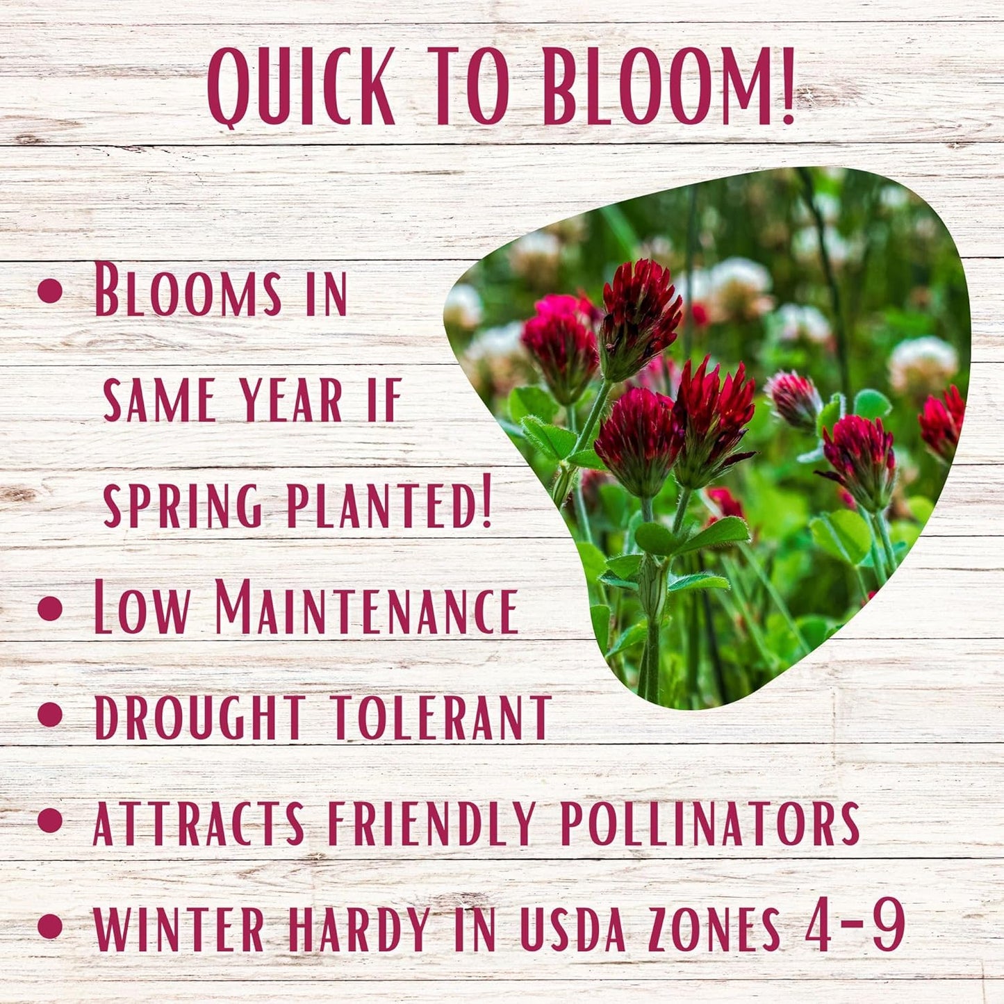 Flawn Seed Kits Speedy Bee Lawn, 500 SqFt, Dutch & Crimson Clover, Self-Heal, Easy to Spread, Low Maintenance, Pet, Kid, Eco-Friendly Regenerative