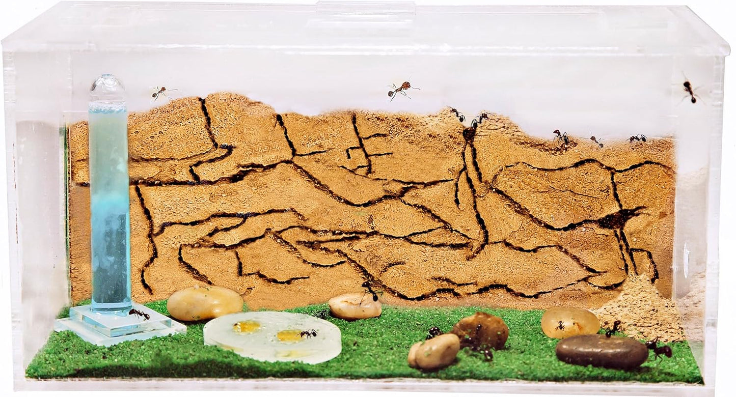 AntHouse Sand Ant Farm - Educational formicarium for Live Ants