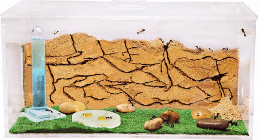 AntHouse Sand Ant Farm - Educational formicarium for Live Ants