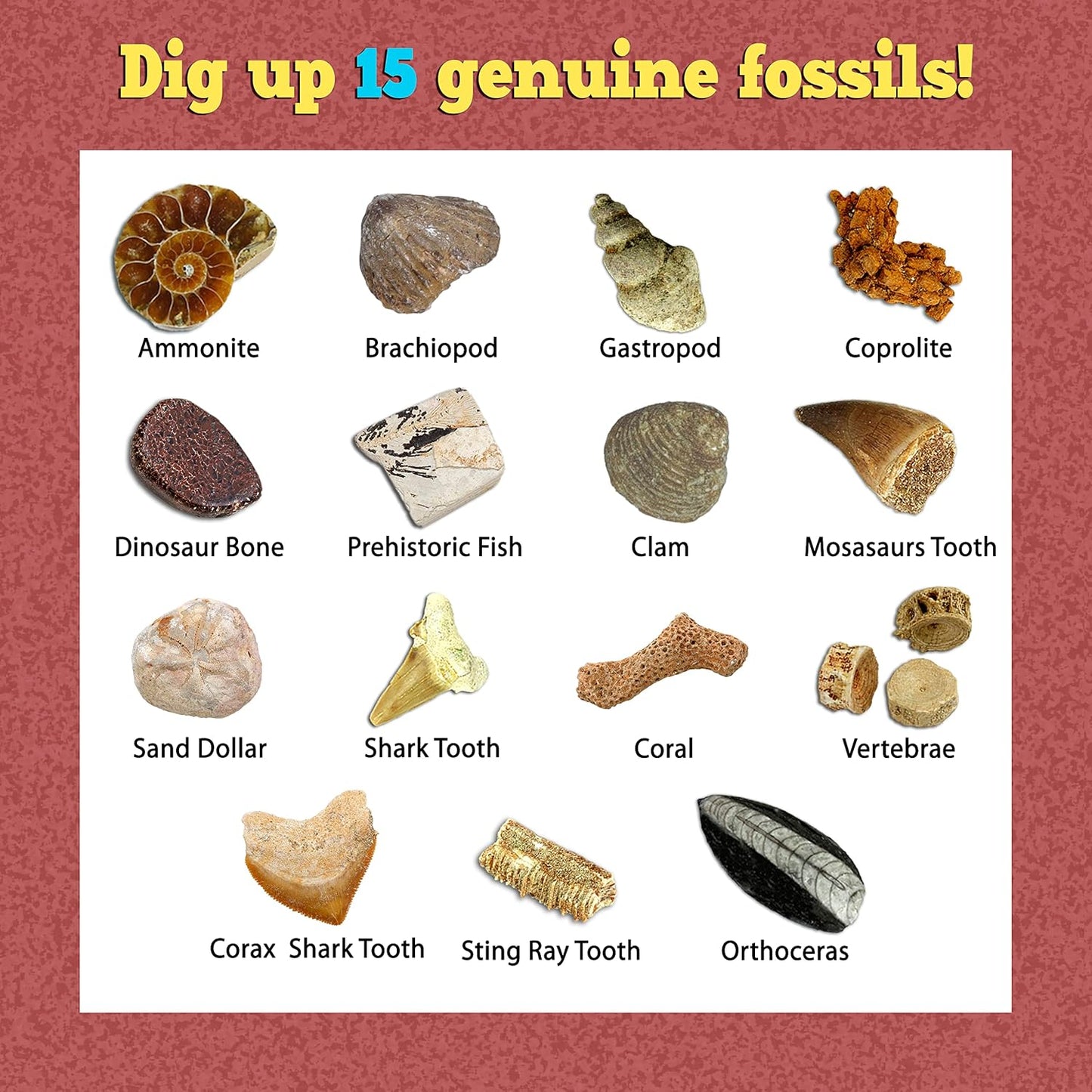 DANCING BEAR Fossil Dig Kit, Excavate 15 Prehistoric Fossils including Real Dinosaur Bones, and Shark Teeth, Paleontology STEM Education for kids, Fun Science Activity Gift Sets for Girls and Boys
