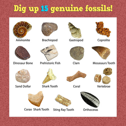 DANCING BEAR Fossil Dig Kit, Excavate 15 Prehistoric Fossils including Real Dinosaur Bones, and Shark Teeth, Paleontology STEM Education for kids, Fun Science Activity Gift Sets for Girls and Boys