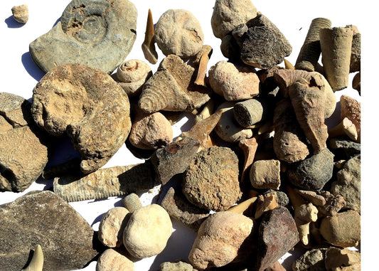 Bulk Educational Genuine Fossil Mix - 1/2 Lb Variety of 75 Genuine Fossils - Exclusively from DINOSAURS ROCK
