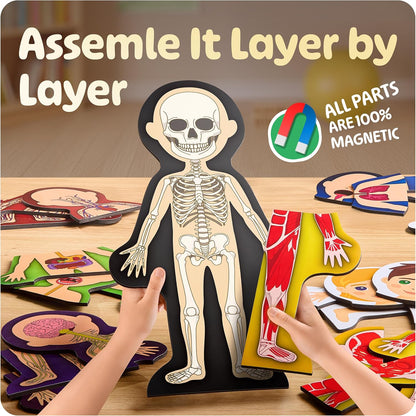 MyBODY Large Human Body Anatomy Model for Kids & Teens - Bottom-to-Top Magnetic Assembly Toy & Educational Learning Kit with Skeleton Base, 7 Puzzle Layers incl. Muscular, Digestive & Nervous Systems