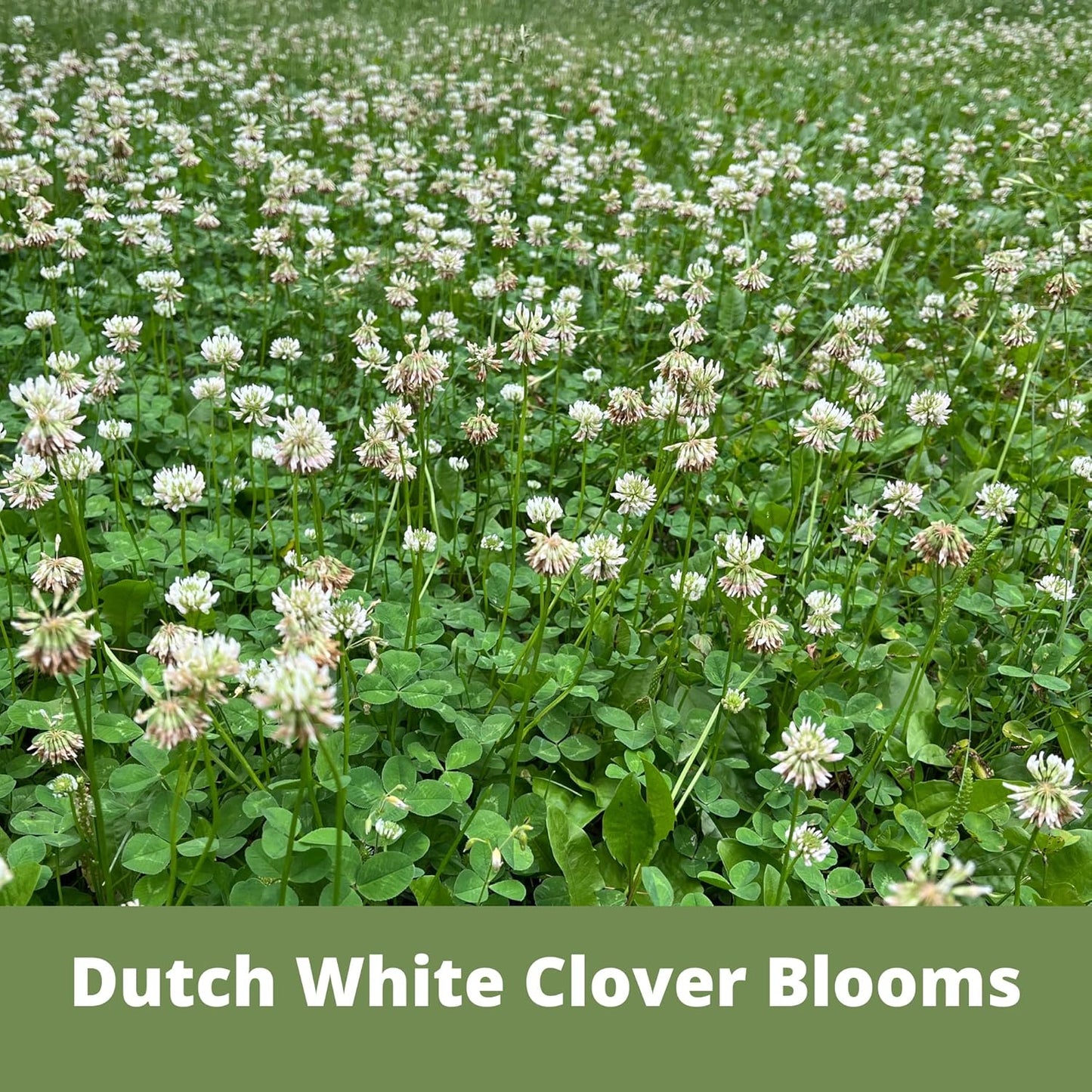 Flawn Seed Kits Speedy Bee Lawn, 500 SqFt, Dutch & Crimson Clover, Self-Heal, Easy to Spread, Low Maintenance, Pet, Kid, Eco-Friendly Regenerative