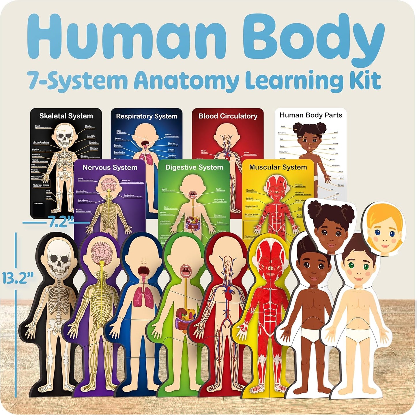 MyBODY Large Human Body Anatomy Model for Kids & Teens - Bottom-to-Top Magnetic Assembly Toy & Educational Learning Kit with Skeleton Base, 7 Puzzle Layers incl. Muscular, Digestive & Nervous Systems