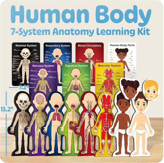 MyBODY Large Human Body Anatomy Model for Kids & Teens - Bottom-to-Top Magnetic Assembly Toy & Educational Learning Kit with Skeleton Base, 7 Puzzle Layers incl. Muscular, Digestive & Nervous Systems