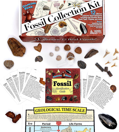 DANCING BEAR Fossil Collection Kit (12 pc Set) Real Shark Teeth, Dinosaur Bone, Coprolite (Poop!), Fossil ID Book, STEM Science Set