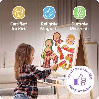 MyBODY Large Human Body Anatomy Model for Kids & Teens - Bottom-to-Top Magnetic Assembly Toy & Educational Learning Kit with Skeleton Base, 7 Puzzle Layers incl. Muscular, Digestive & Nervous Systems
