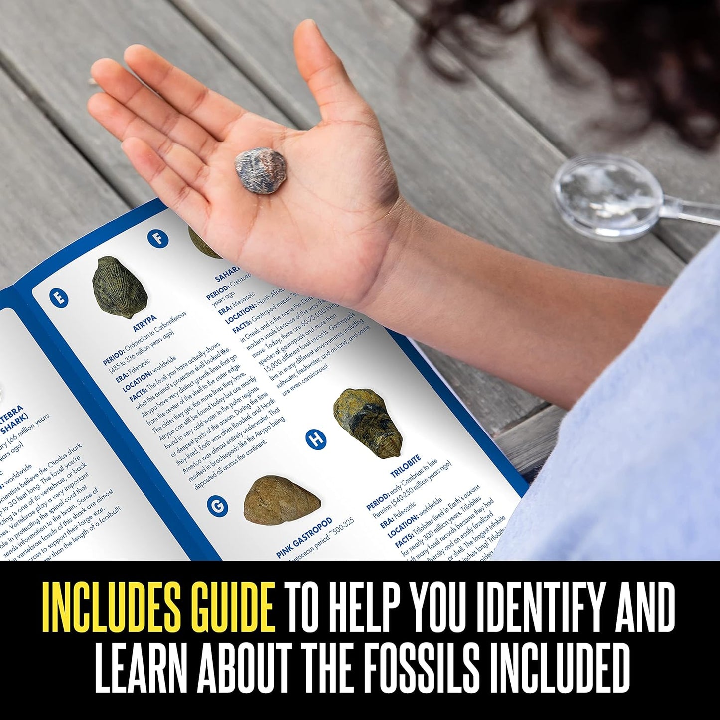 Educational Insights GeoSafari Fossil Excavation Kit, Kids Science Kit, Dinosaur Science Toy, Ages 7+