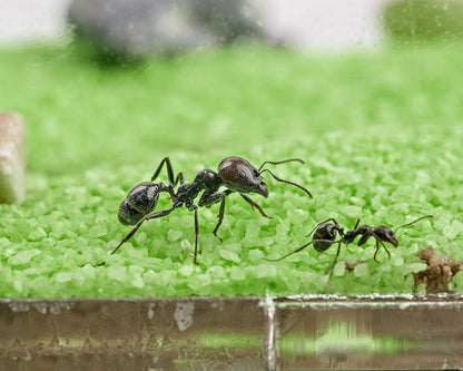 AntHouse - Natural Sand Ant Farm | Acrylic T Big Kit 9.84x7.87x0.59 in