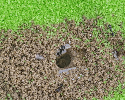 AntHouse - Natural Sand Ant Farm | Acrylic T Big Kit 9.84x7.87x0.59 in