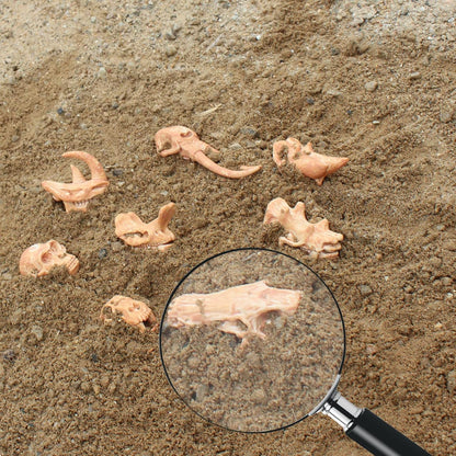 LC JoyCre Mini Dinosaur Bones for Kids Sandbox Toys - Realistic Fake Dinosaur Bones for Kids to Dig Up