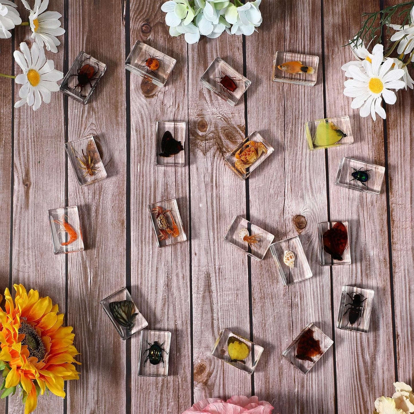 16 Pcs Ladybug Insect in Resin Specimen Butterfly Bugs Collection Paperweights，16 Styles Real Bug Specimen Bug Kit Preserved in Resin for Scientific Educational Display Supplies (Ladybug)