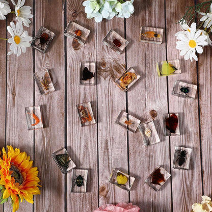 16 Pcs Ladybug Insect in Resin Specimen Butterfly Bugs Collection Paperweights，16 Styles Real Bug Specimen Bug Kit Preserved in Resin for Scientific Educational Display Supplies (Ladybug)