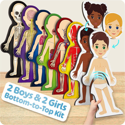 MyBODY Large Human Body Anatomy Model for Kids & Teens - Bottom-to-Top Magnetic Assembly Toy & Educational Learning Kit with Skeleton Base, 7 Puzzle Layers incl. Muscular, Digestive & Nervous Systems